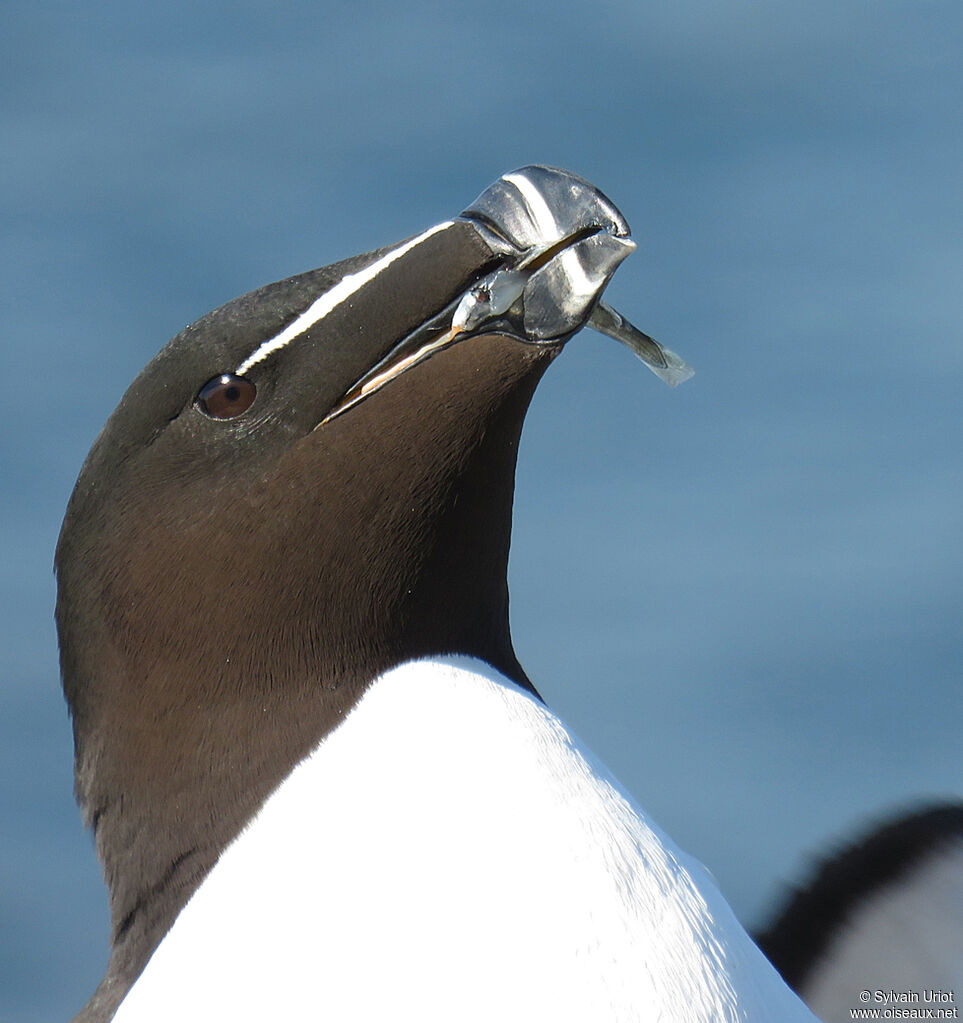 Pingouin tordaadulte