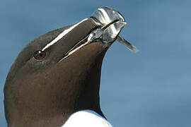 Razorbill