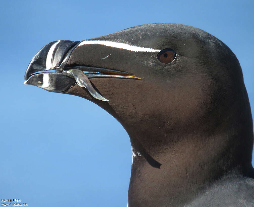 Razorbilladult, close-up portrait, feeding habits