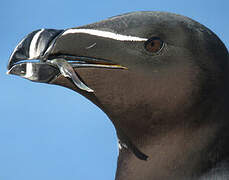 Razorbill