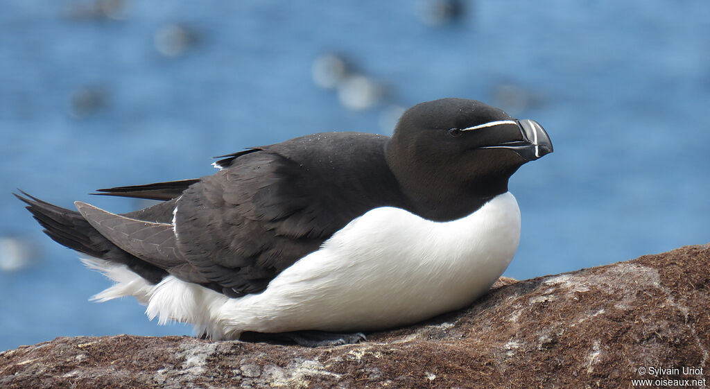 Pingouin tordaadulte