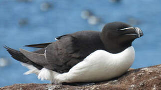 Razorbill