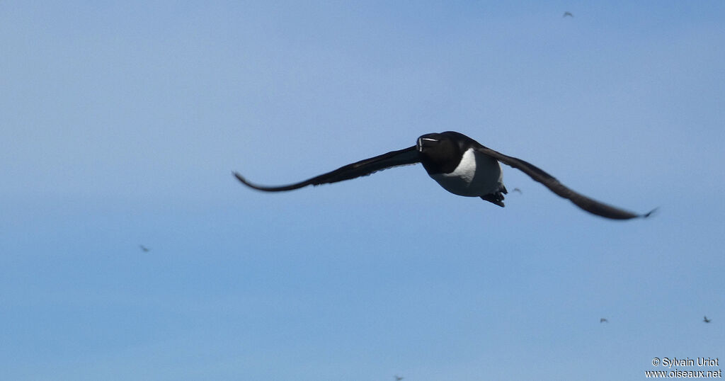 Pingouin tordaadulte