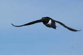 Razorbill