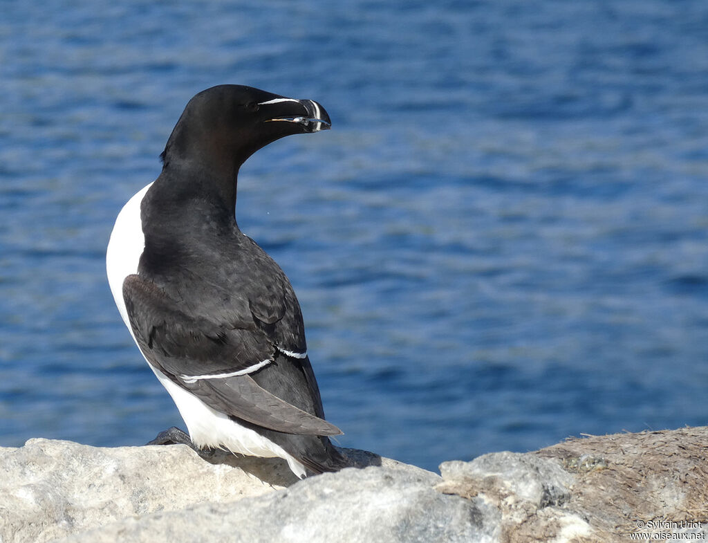 Pingouin tordaadulte