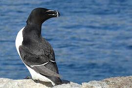 Razorbill