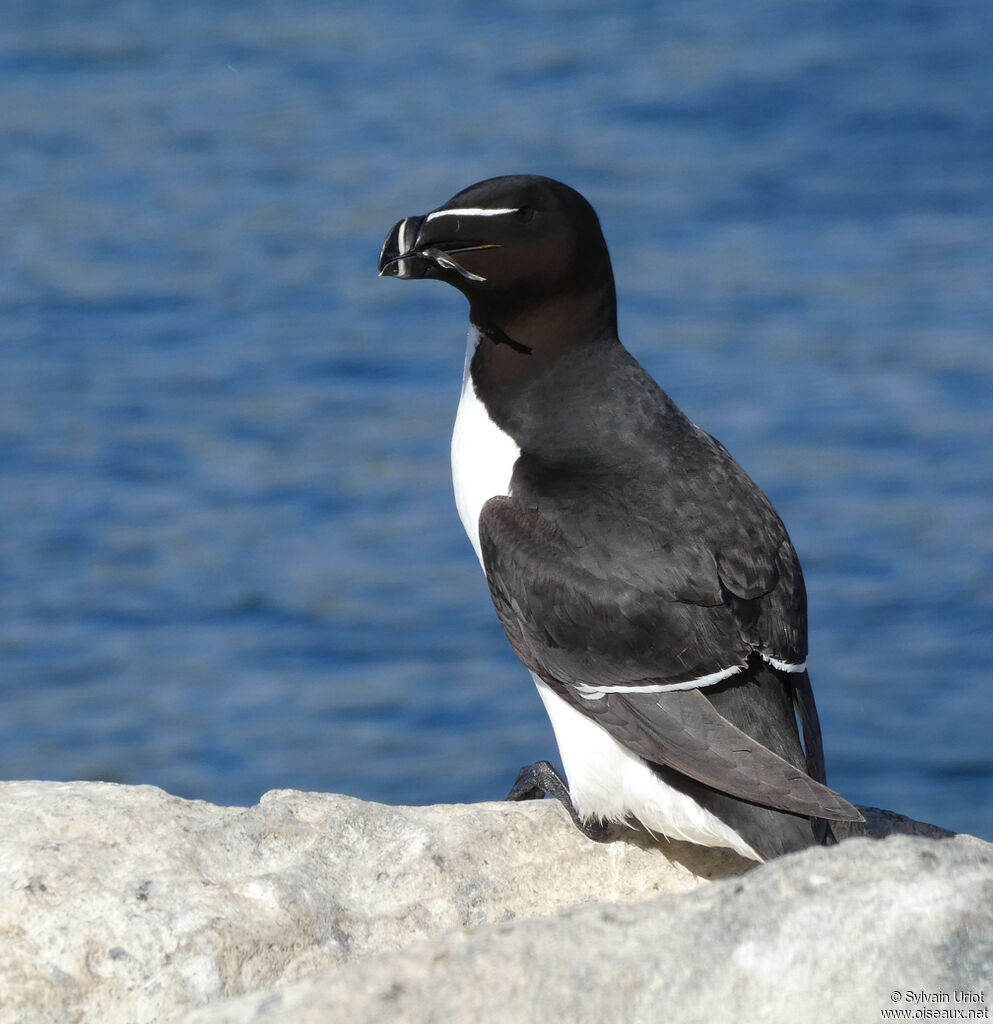 Pingouin tordaadulte