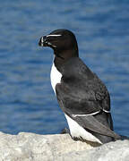 Razorbill