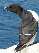 Razorbill