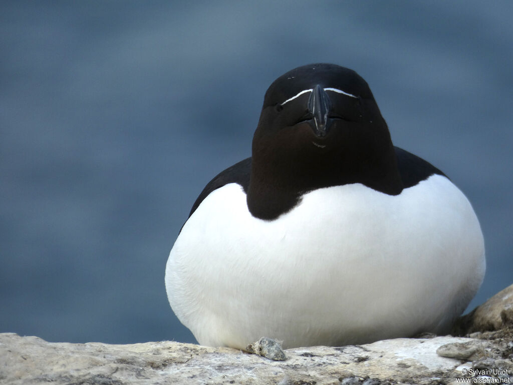 Pingouin tordaadulte