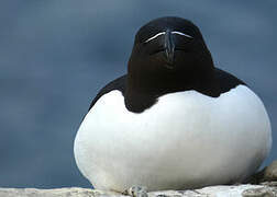 Razorbill