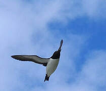 Razorbill