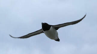 Razorbill