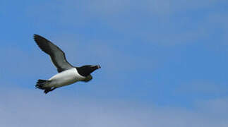 Razorbill