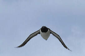 Razorbill