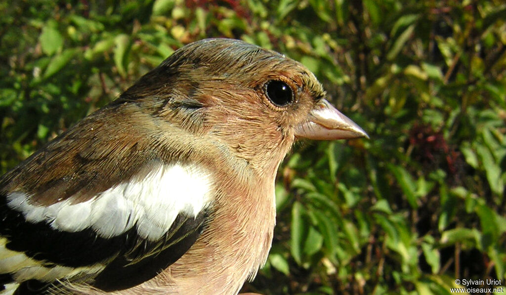 Common Chaffinch male adult post breeding, close-up portrait