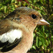 Common Chaffinch