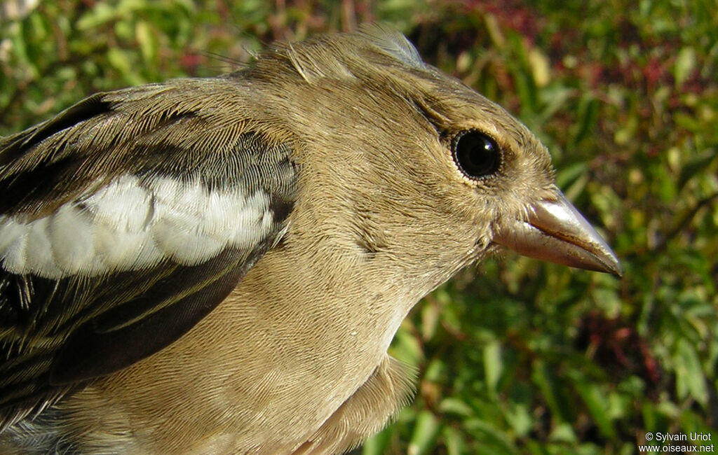 Eurasian Chaffinch female adult, close-up portrait