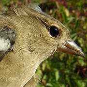 Eurasian Chaffinch