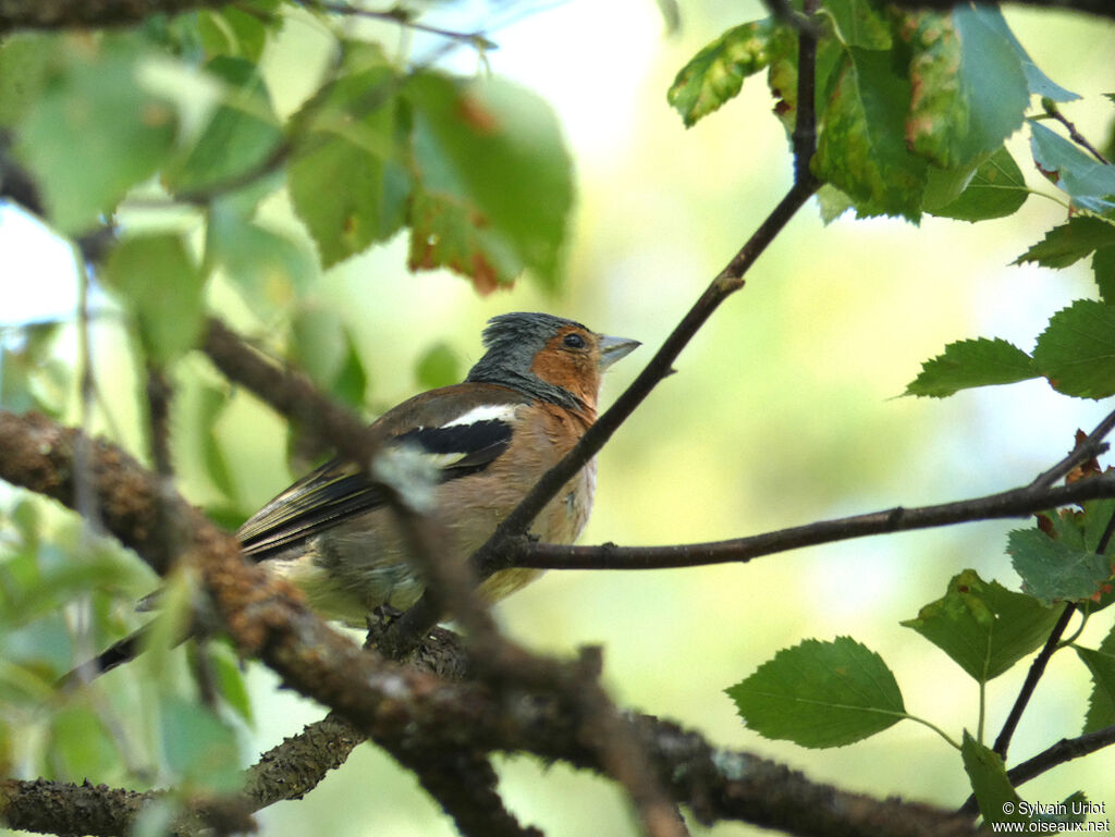 Eurasian Chaffinch male adult