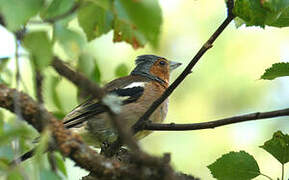 Eurasian Chaffinch