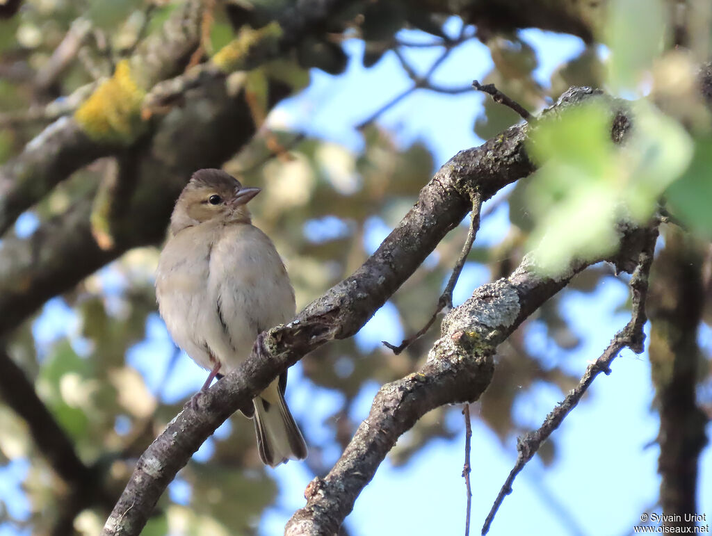 Pinson des arbres femelle, adulte