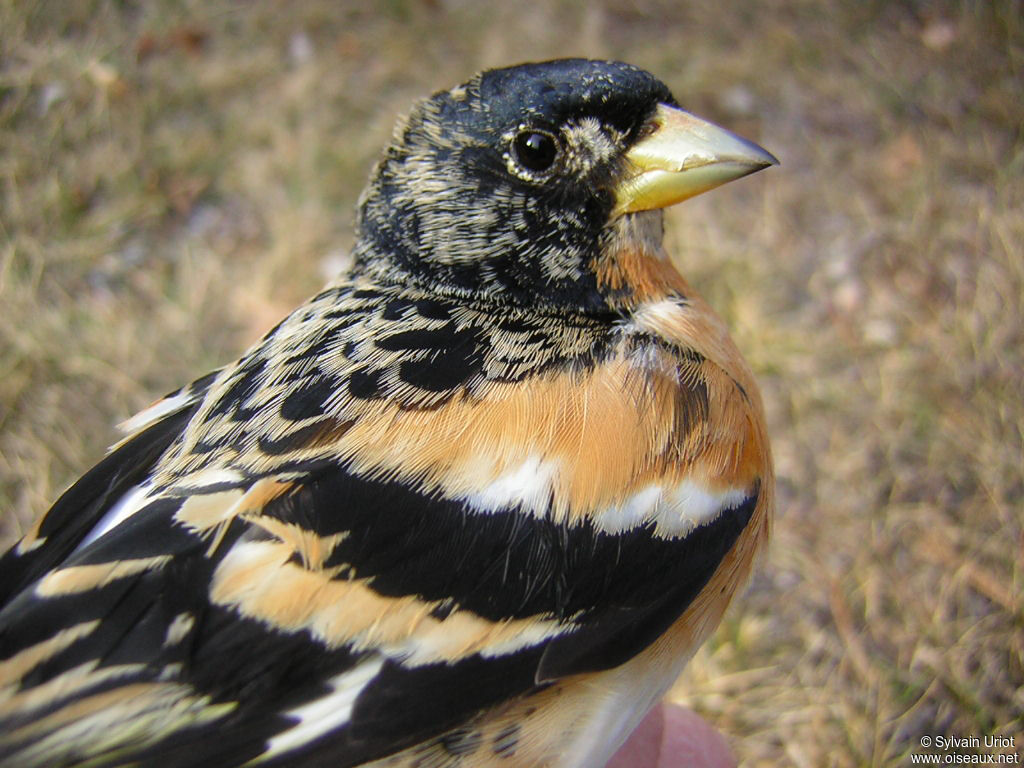 Brambling male adult post breeding, close-up portrait