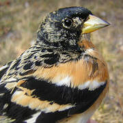 Brambling