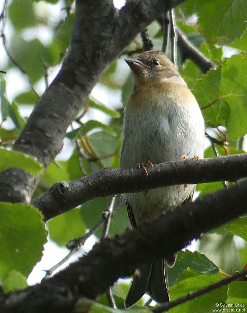 Brambling female adult