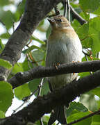 Brambling