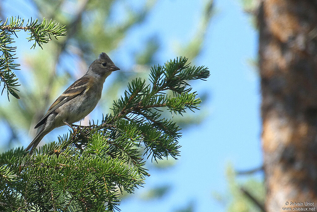 Brambling female adult