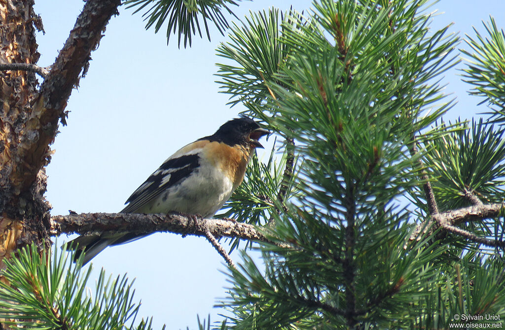 Brambling male adult