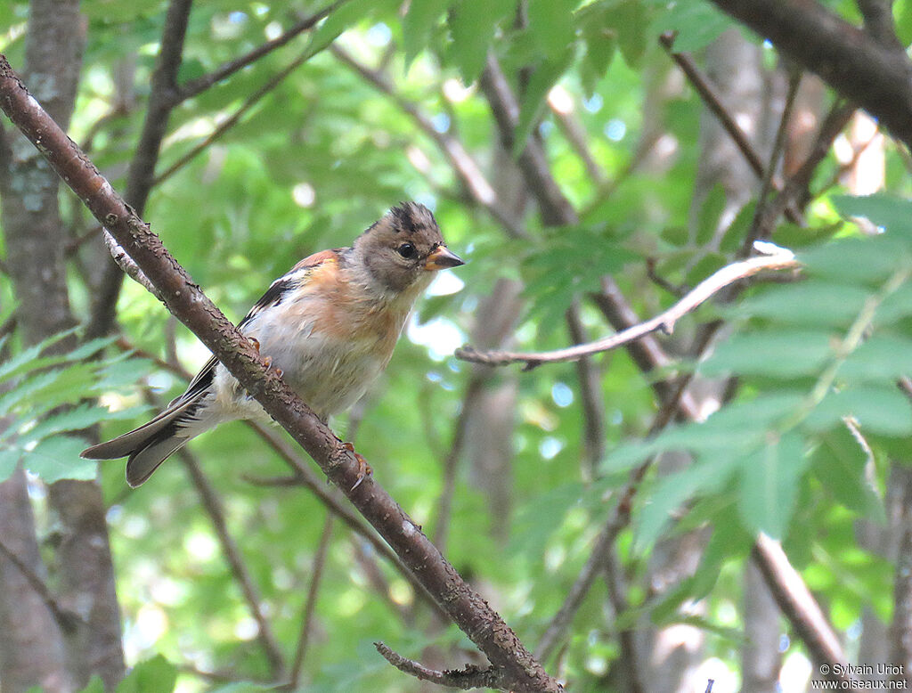 Bramblingjuvenile