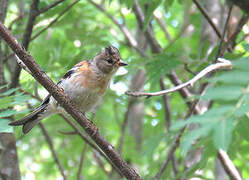 Brambling