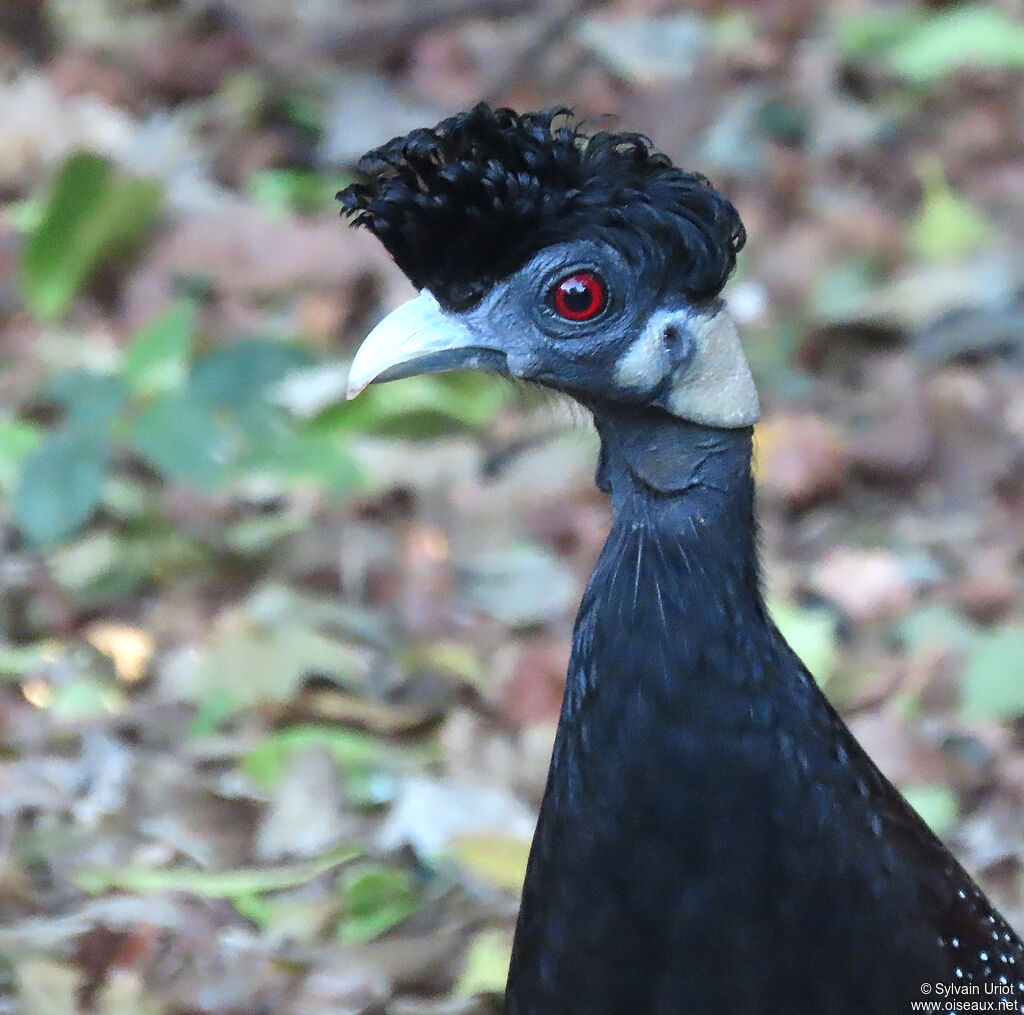 Southern Crested Guineafowladult