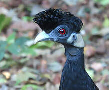 Southern Crested Guineafowl