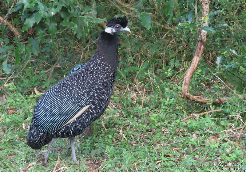 Southern Crested Guineafowladult
