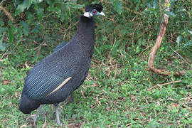 Southern Crested Guineafowl