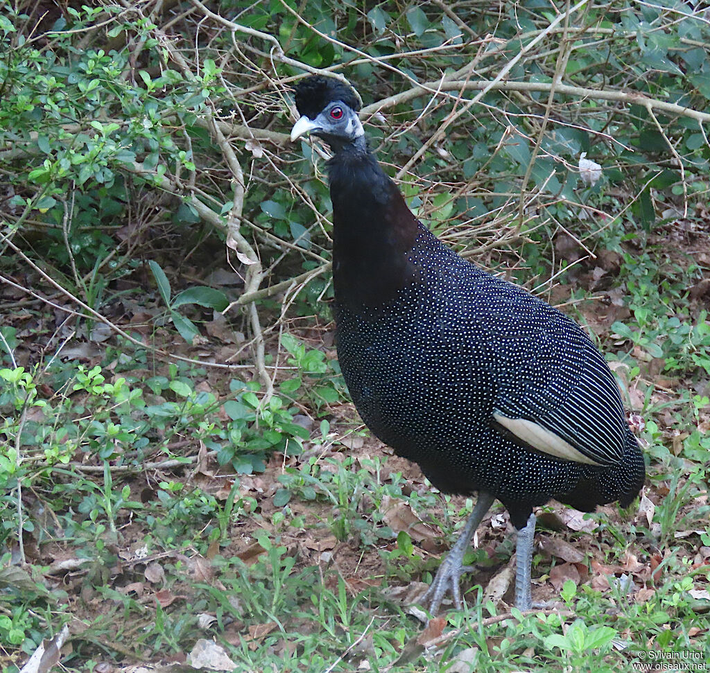 Southern Crested Guineafowladult