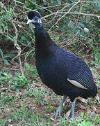 Southern Crested Guineafowl