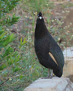 Southern Crested Guineafowl