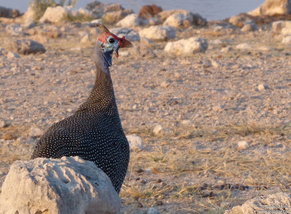 Helmeted Guineafowladult