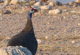 Helmeted Guineafowl