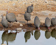 Helmeted Guineafowl