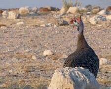 Helmeted Guineafowl