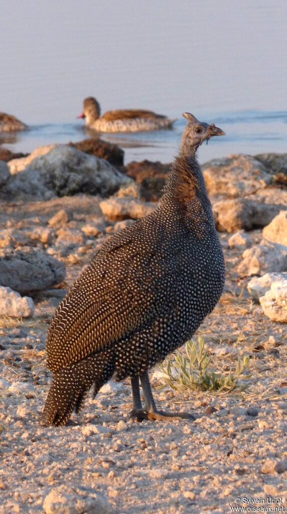 Helmeted Guineafowljuvenile