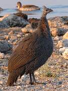 Helmeted Guineafowl