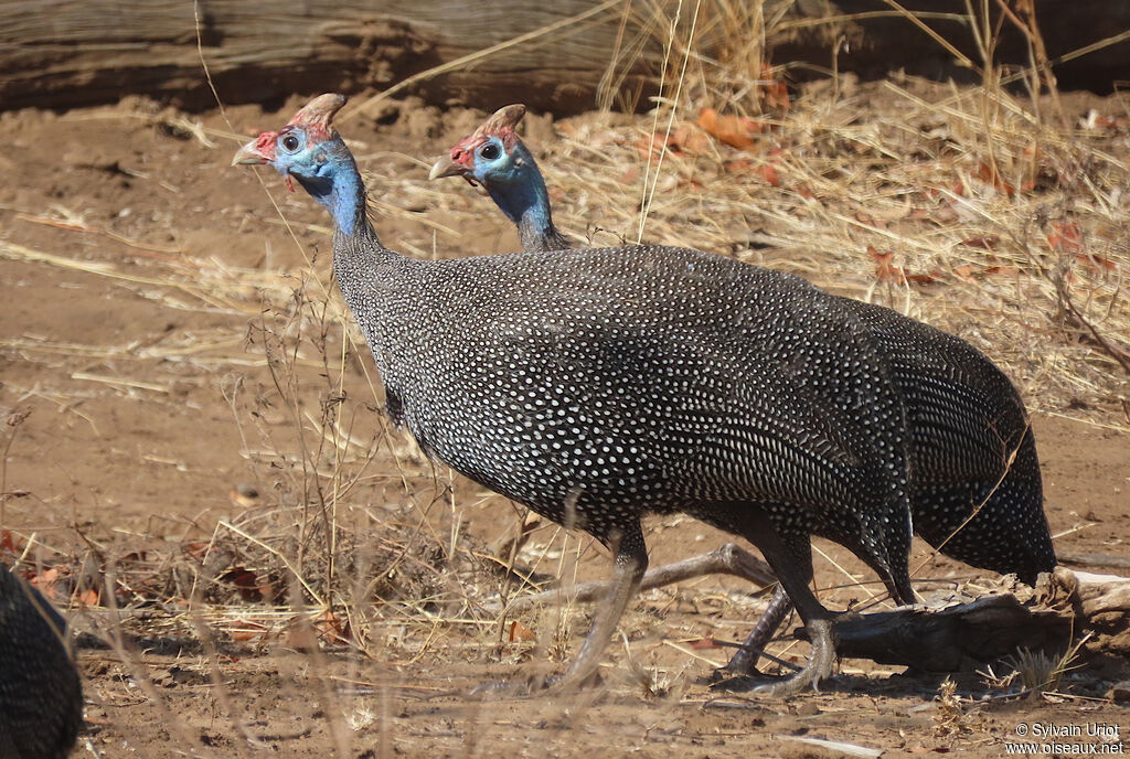 Helmeted Guineafowladult