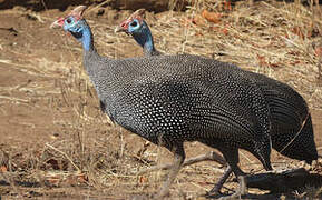 Helmeted Guineafowl