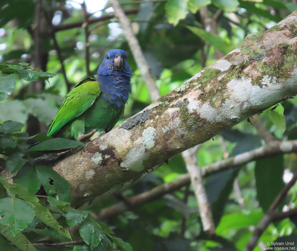 Pione à tête bleue